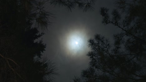 forest, moon and flying clouds. timelapse.