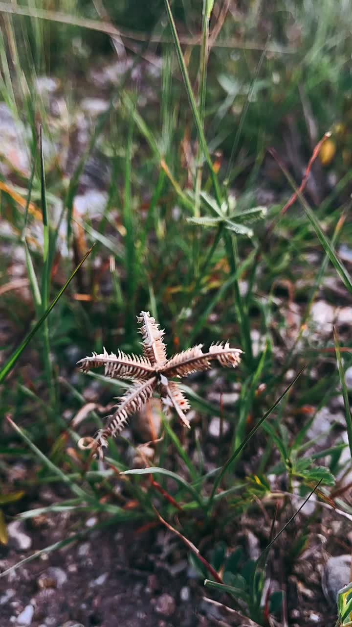 Dried Seedhead in Grass