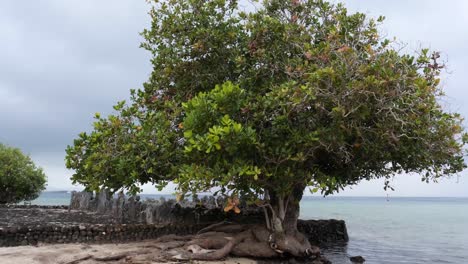 lush green tree on a rocky seashore