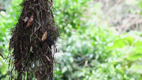 dusky broadbill, corydon sumatranus, kaeng krachan national park, thailand