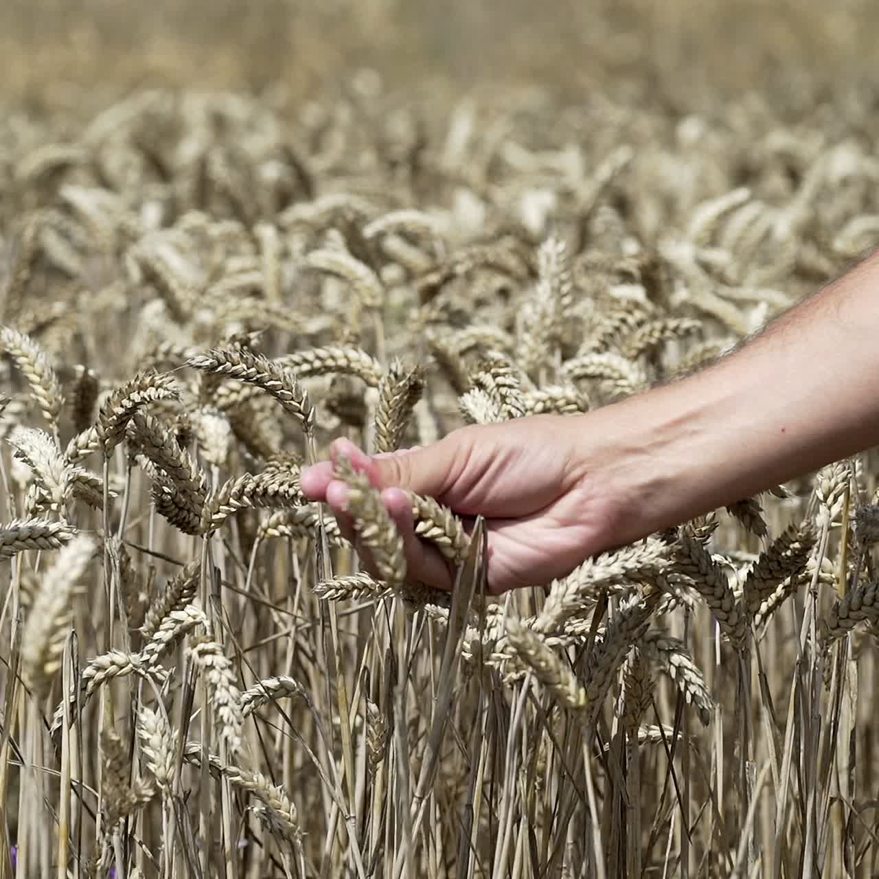 Hands of farmer in wheat field gently touching wheat ears