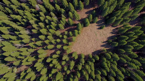 aerial view of a dense pine forest with a central clearing