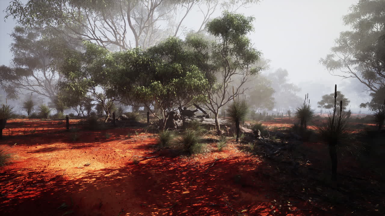 bosque nebuloso en el bosque australiano