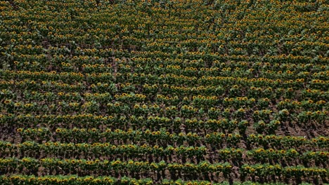 drone overhead shot showing rows of blooming sunflowers in full alignment - france