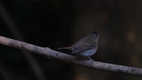 Seen-from-its-back-moving-its-tail-down-and-up-as-it-looks-around,-Indochinese-Blue-Flycatcher-Cyornis-sumatrensis,-Thailand