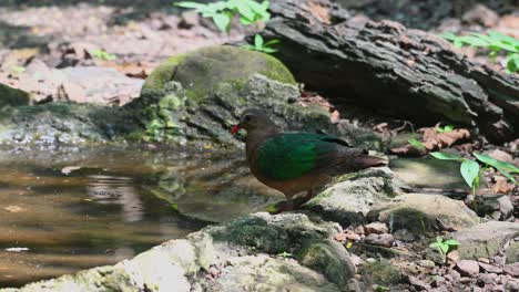 Un-Alejamiento-Mientras-Se-Encuentra-En-El-Borde-De-Una-Fuente-Para-Pájaros-En-El-Bosque-Mientras-Bebe,-Chalcophaps-Indica,-Paloma-Esmeralda-De-Cabeza-Gris,-Tailandia