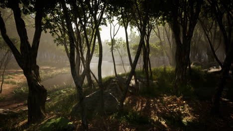 mágico paisaje de bosque oscuro de otoño con rayos de luz cálida