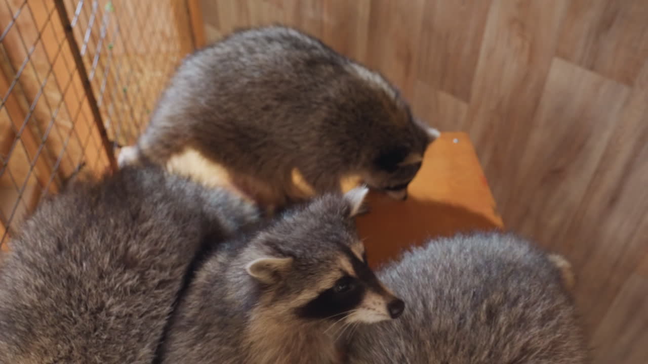 Tre cuccioli di procione che si coccolano su una piattaforma di legno in un vivaio di riabilitazione al chiuso, morbida pelliccia grigia, musi con mascherina che si sfiorano, legame tra fratelli, movimento delicato, calda luce ambientale, prospettiva ravvicinata che cattura