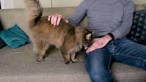 Front-View-Of-A-Blind-Man-In-Sunglasses-Sitting-On-The-Sofa-At-Home-And-Petting-His-Cat