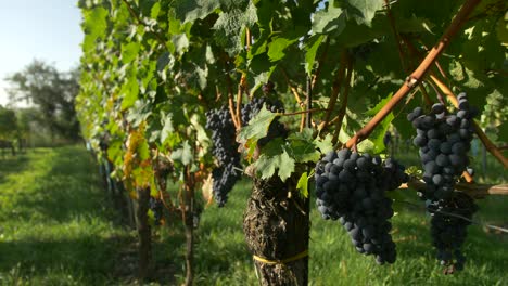 blue grapes are hanging on vine