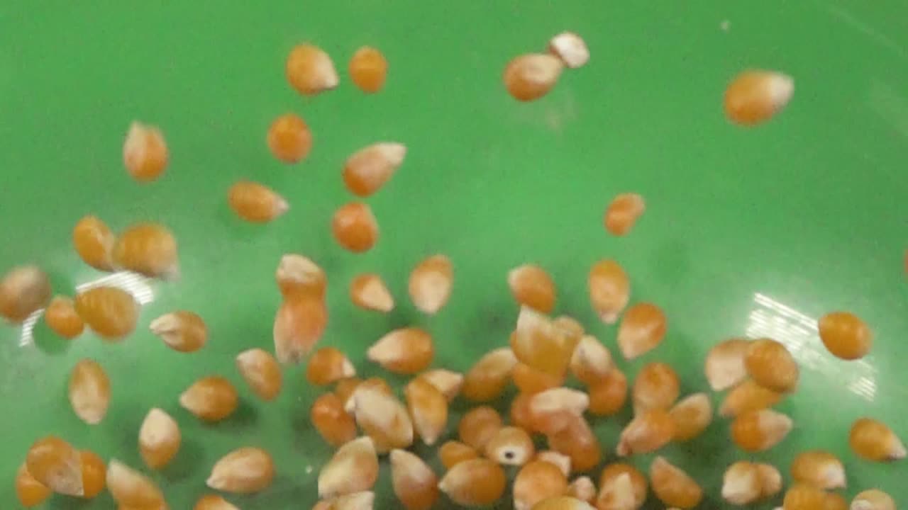 Corn kernel falling on a transparent container, on chroma background