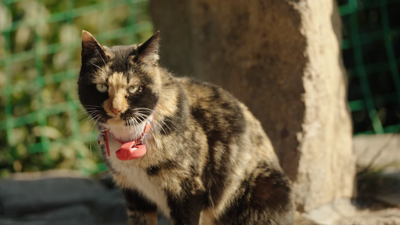 A calico cat with a collar rests in sunlight near Longjing tea bushes in Hangzhou