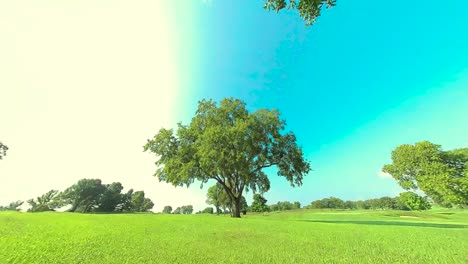 Hd-Dando-Vueltas-A-Un-árbol-Enorme,-Tiro-9