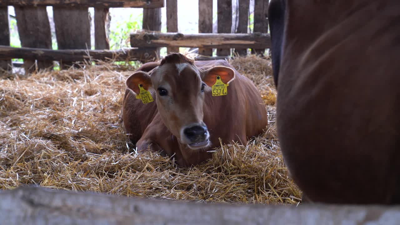 Vitello Jersey marrone che riposa nel fieno e mangia, rappresentando la cura degli animali e l'allevamento del bestiame.