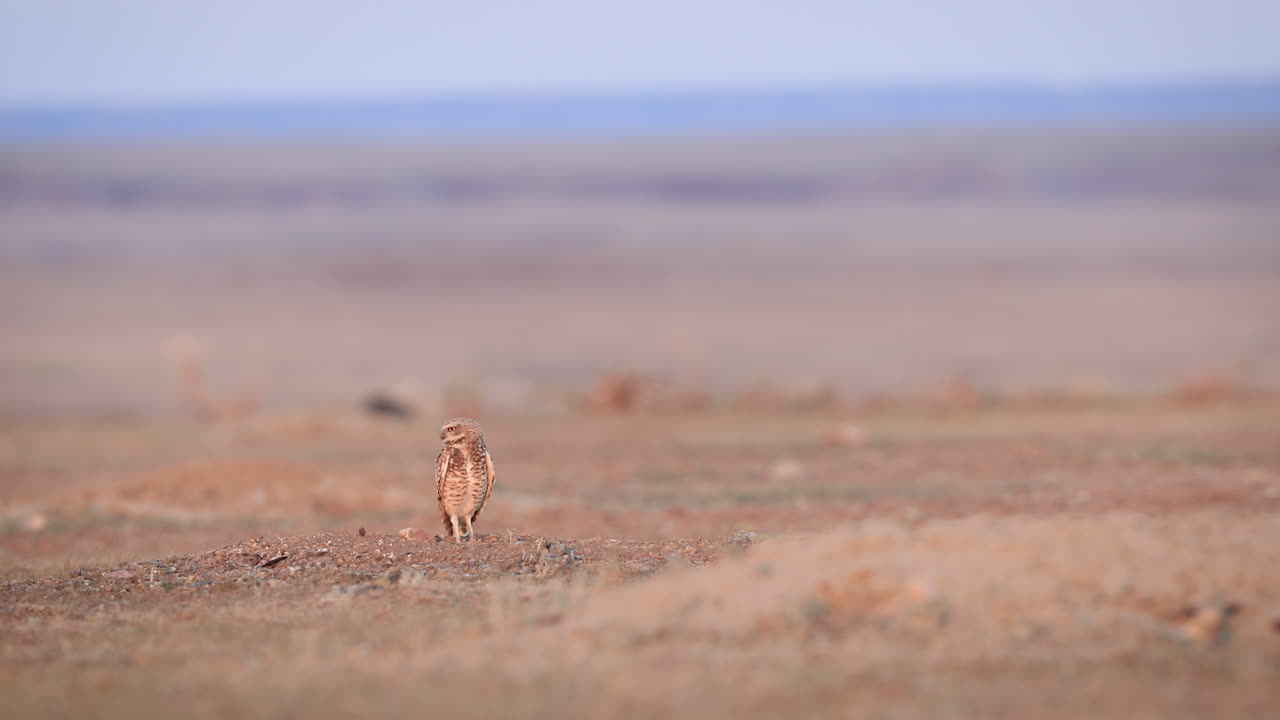 lechuza solitaria de pie, mirando a su alrededor en una vasta tierra seca, y luego volando
