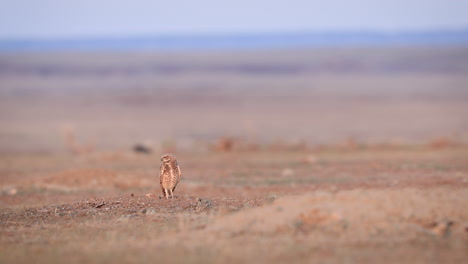 lechuza solitaria de pie, mirando a su alrededor en una vasta tierra seca, y luego volando