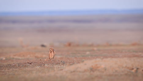 single burrowing owl standing, looking around in vast dry land, then flying away