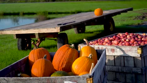 camera pushes in on a bin of freshly picked ripe pumpkins