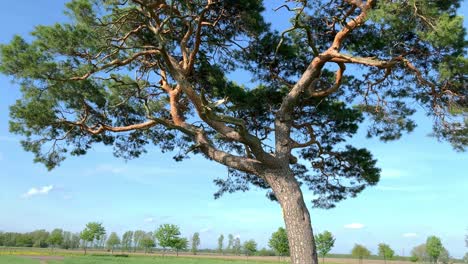 Tree-Trunk-and-Branches-Blowing-In-Wind-in-Lichtensee,-Germany,-Low-Angle,-close-up,-real-time-4K