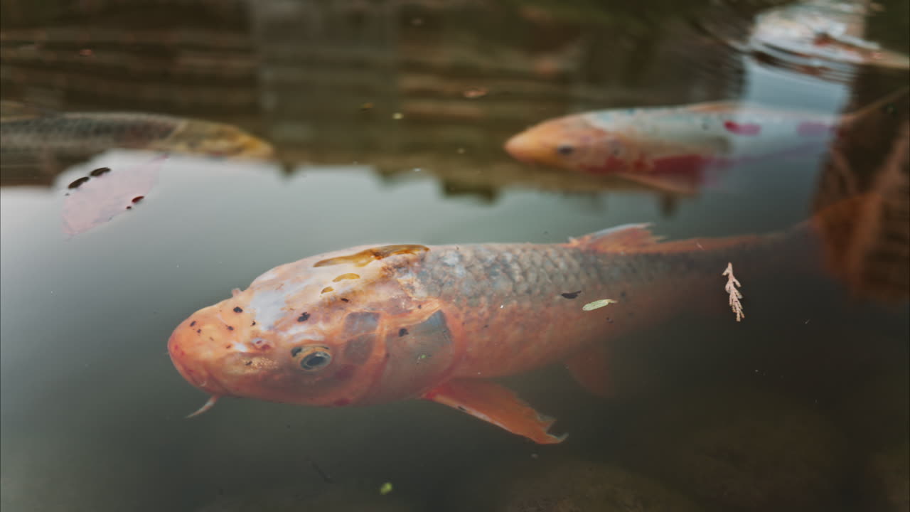 Orange koi fish swimming in the pond of the Princess Grace Japanese Garden City park in Monaco