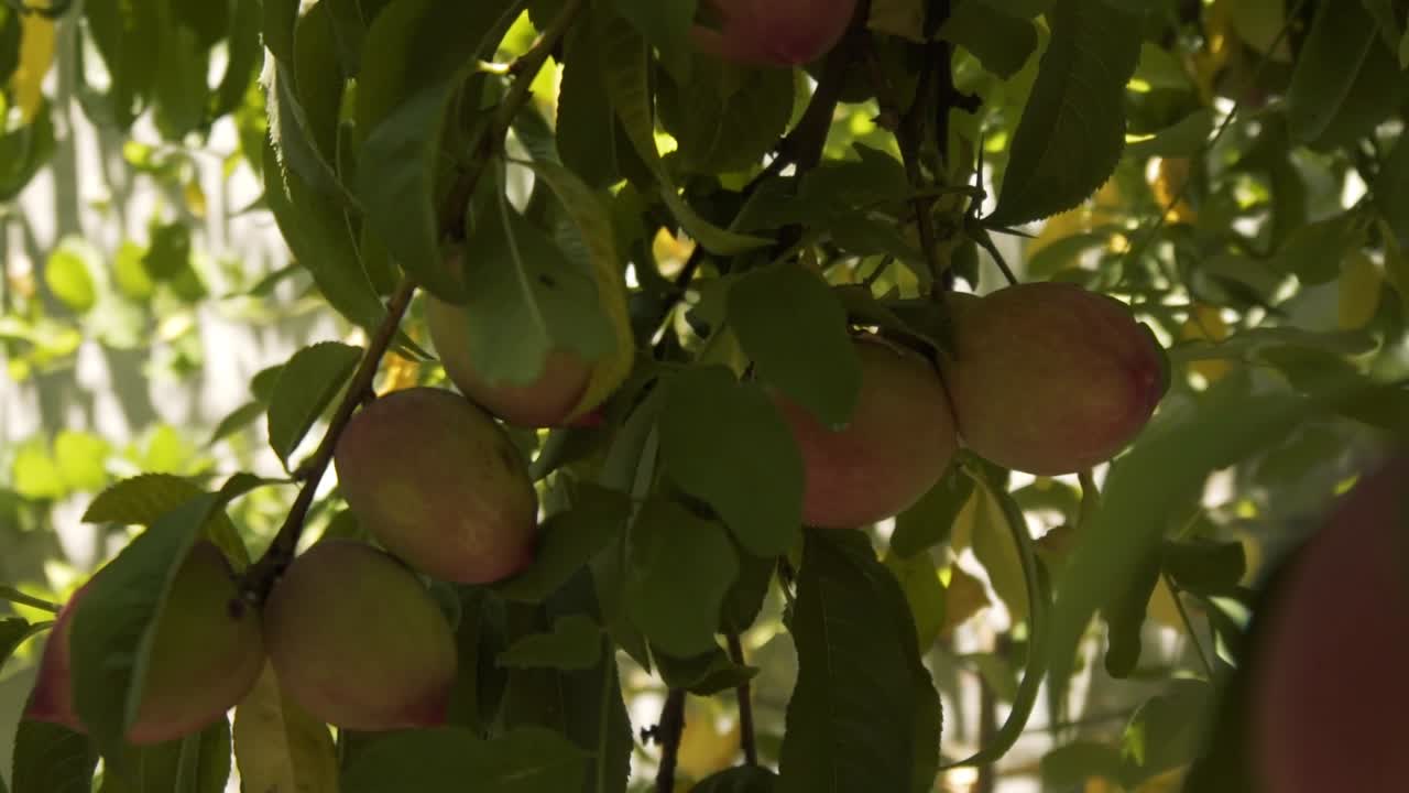 cámara grabando un árbol de durazno orgánico real desde diferentes ángulos a cámara lenta en chile