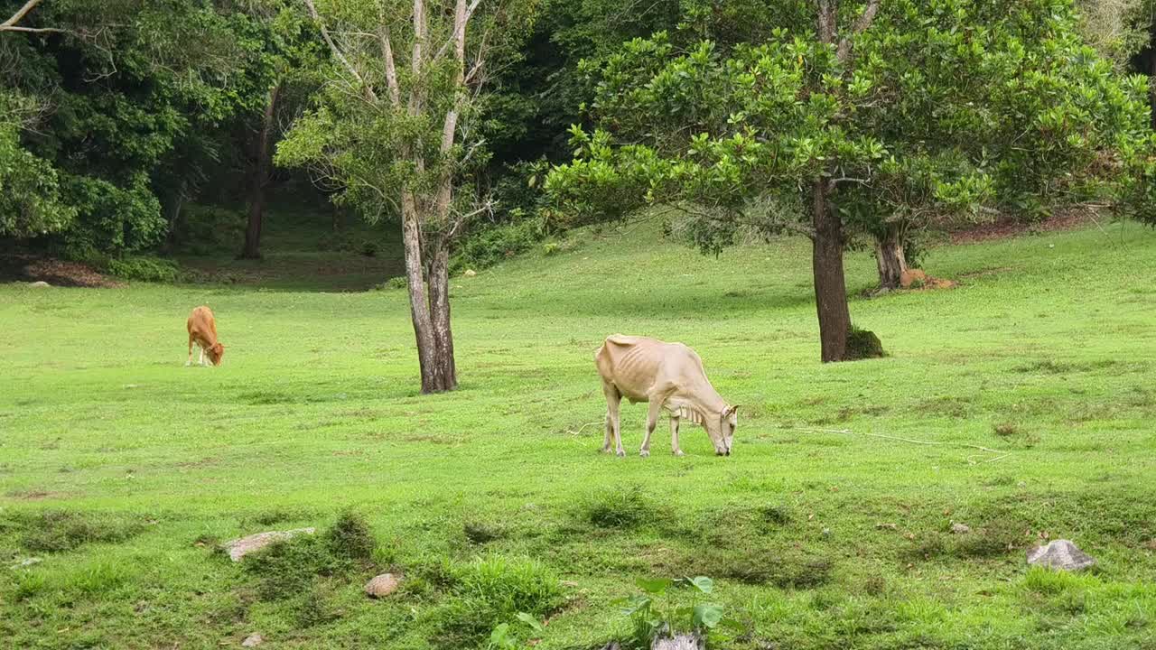 푸른 초원 에서 풀 을 는 소 들