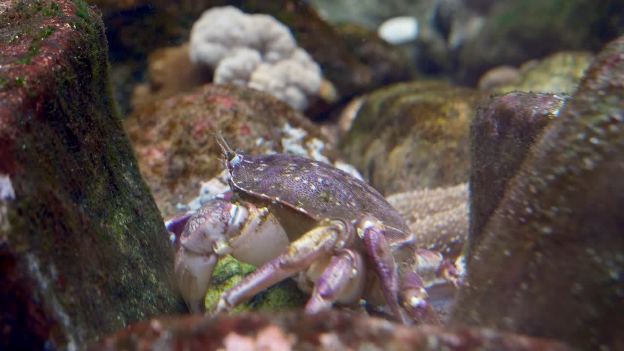 Close-up of a Purple Crab in its Underwater Habitat