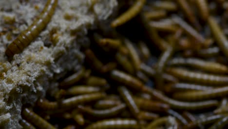 the mealworm is a species of darkling beetle used to feed pets like fish, snakes, birds, and frogs