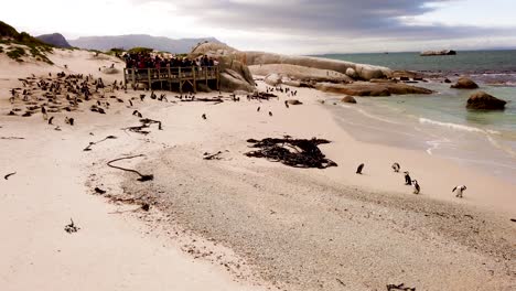 pingüinos africanos en boulders beach, ciudad del cabo, sudáfrica