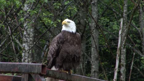 adult bald eagle sitting on the beam of a bridge