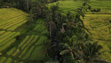 bosque de palmeras entre las verdes terrazas de arroz en la isla indonesia de bali