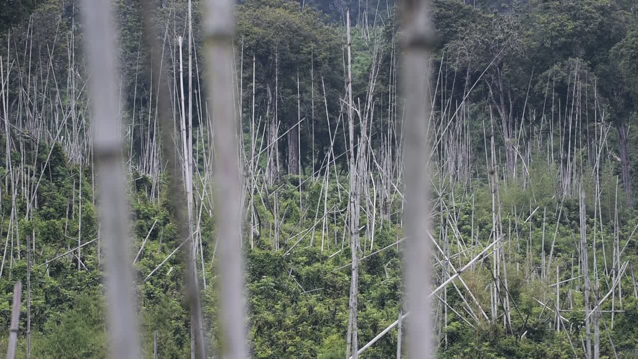 Landscape view of a dry bamboo thicket, Kenya, on a cloudy day