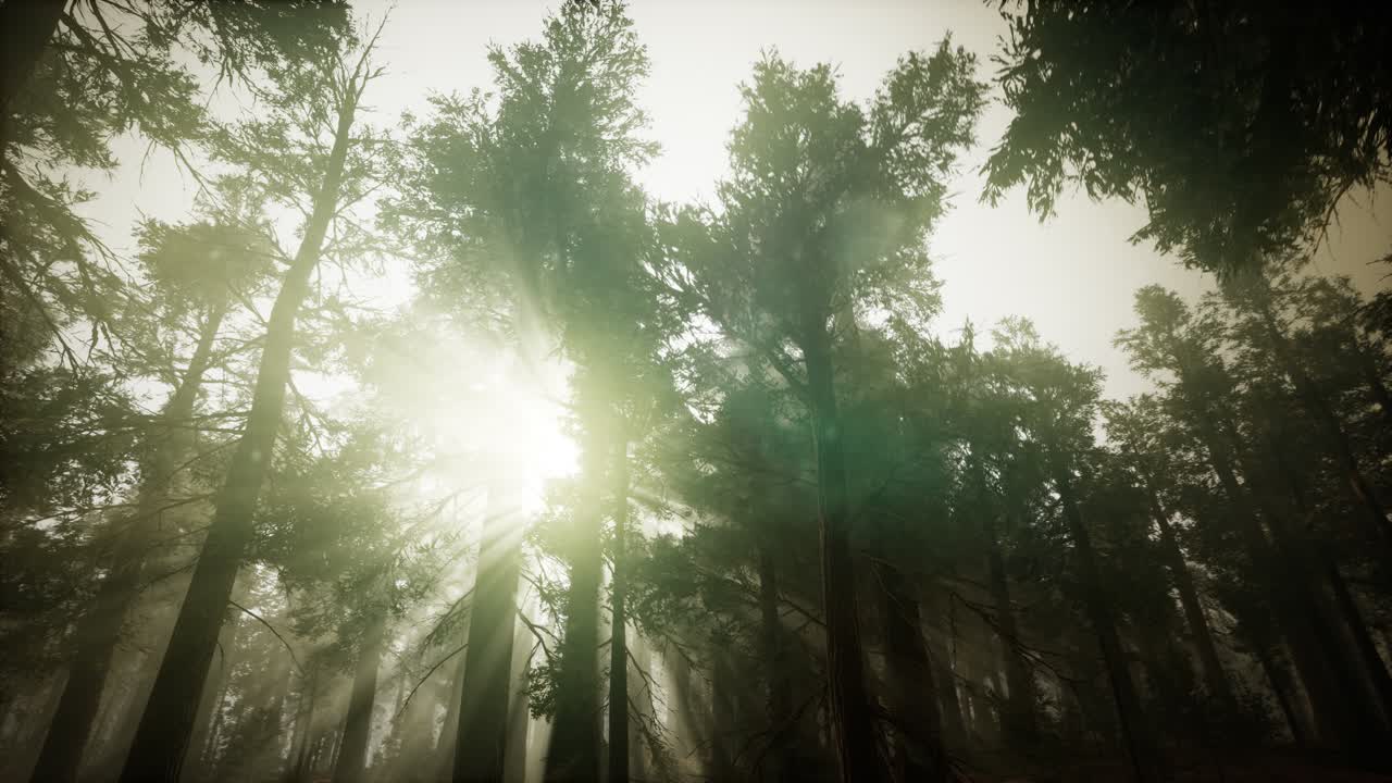 paisaje de puesta de sol brumosa del bosque de secuoya