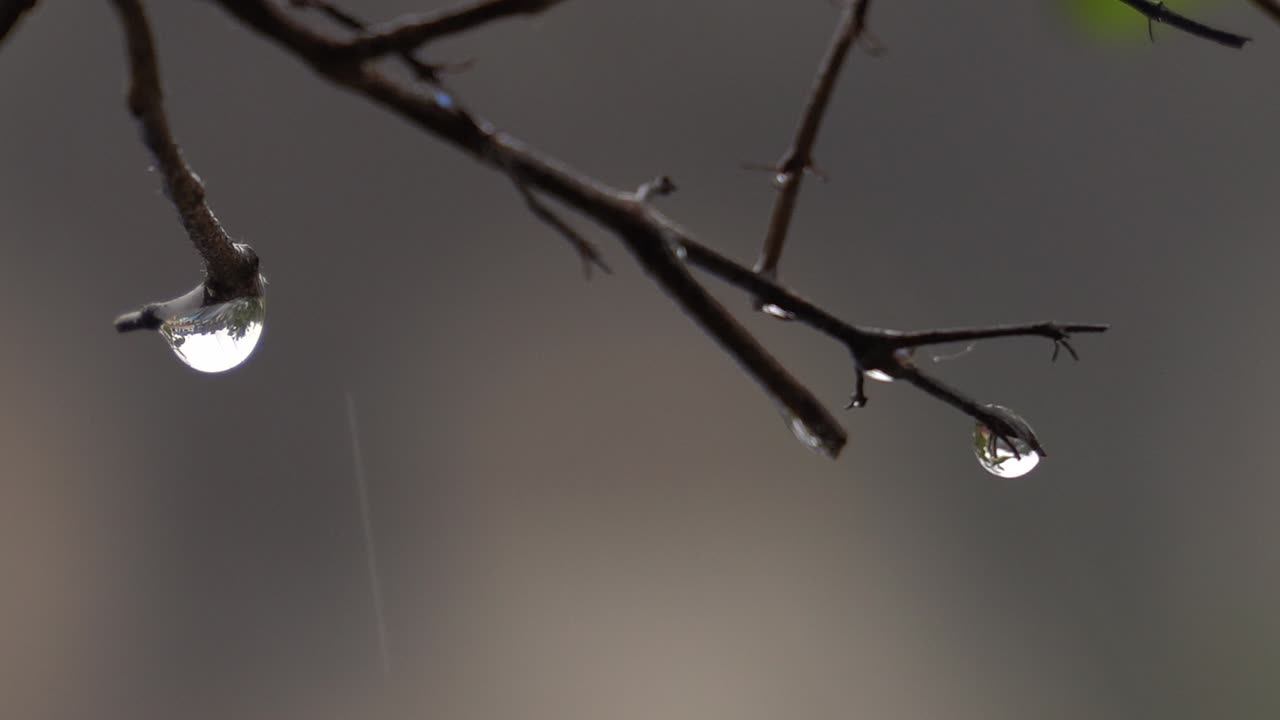 우기 동안 식물의 벌거벗은 가지 끝에 물방울이 맺힌다
