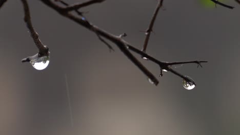 closeup of water drops at tip of naked branch of plant during rainy season