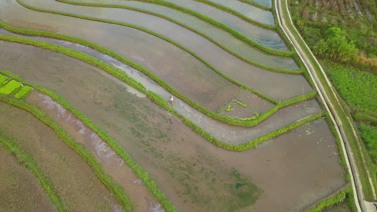 granjero que trabaja en un campo de arroz inundado en java central, indonesia durante la luz del sol - vista aérea superior