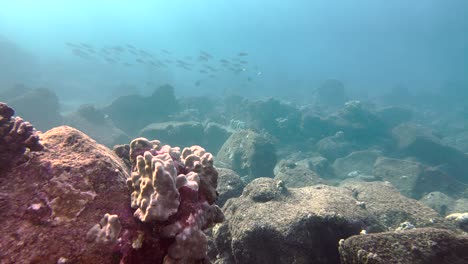 tropical fish swimming around a hawaiian rocky tropical reef in the clear blue ocean