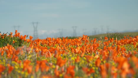 Campo-De-Amapolas-Silvestres-Floreciendo-En-Un-Prado-Rural-Con-Torres-De-Transmisión-En-El-Fondo