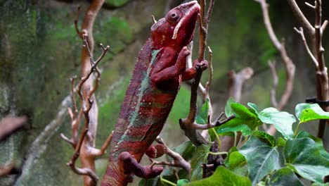 red parson's chameleon slowly climbing on the tree branch on rocky background