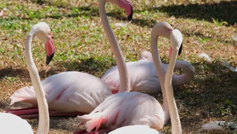 A-flock-resting-in-the-middle-of-the-day-suddenly-frightened-to-see-what-is-going-on-around-them,-Greater-Flamingo-Phoenicopterus-roseus,-India