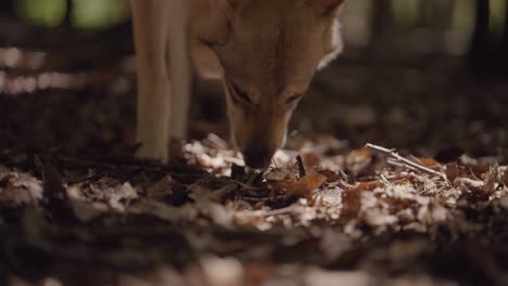 A-wolfhound-sniffs-in-the-forest