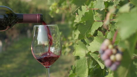 red wine pouring in wine glass at vineyards with vine grapes in langhe, piedmont italy