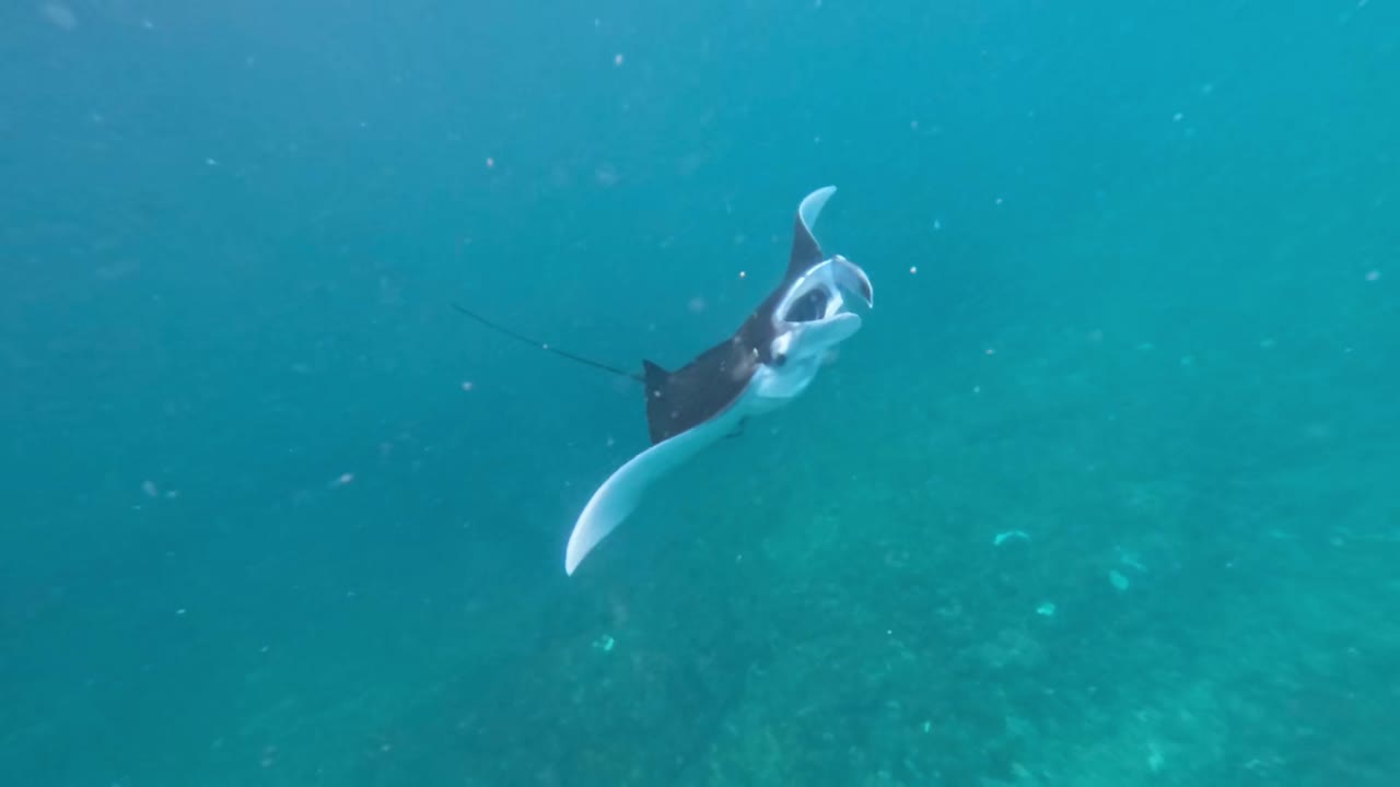 Baby Manta ray swimming in the Bali Sea in Manta Bay, Nusa Penida, Bali, Indonesia, handheld shot