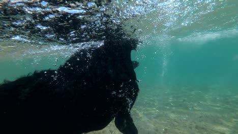 black dog swim on surface of water. underwater shot, 4k-60fps. red sea, dahab, egypt