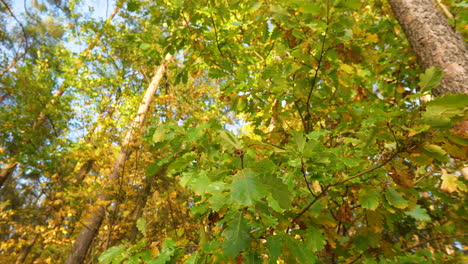 sunny autumn forest near matarnia in poland