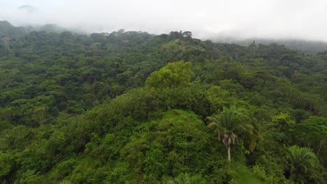 aerial view of dense tropical rainforest in santa marta in colombia