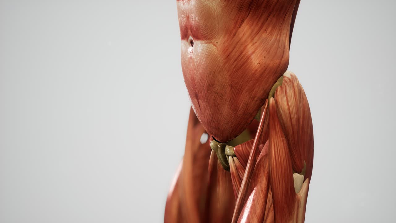 sistema muscular de animación del cuerpo humano