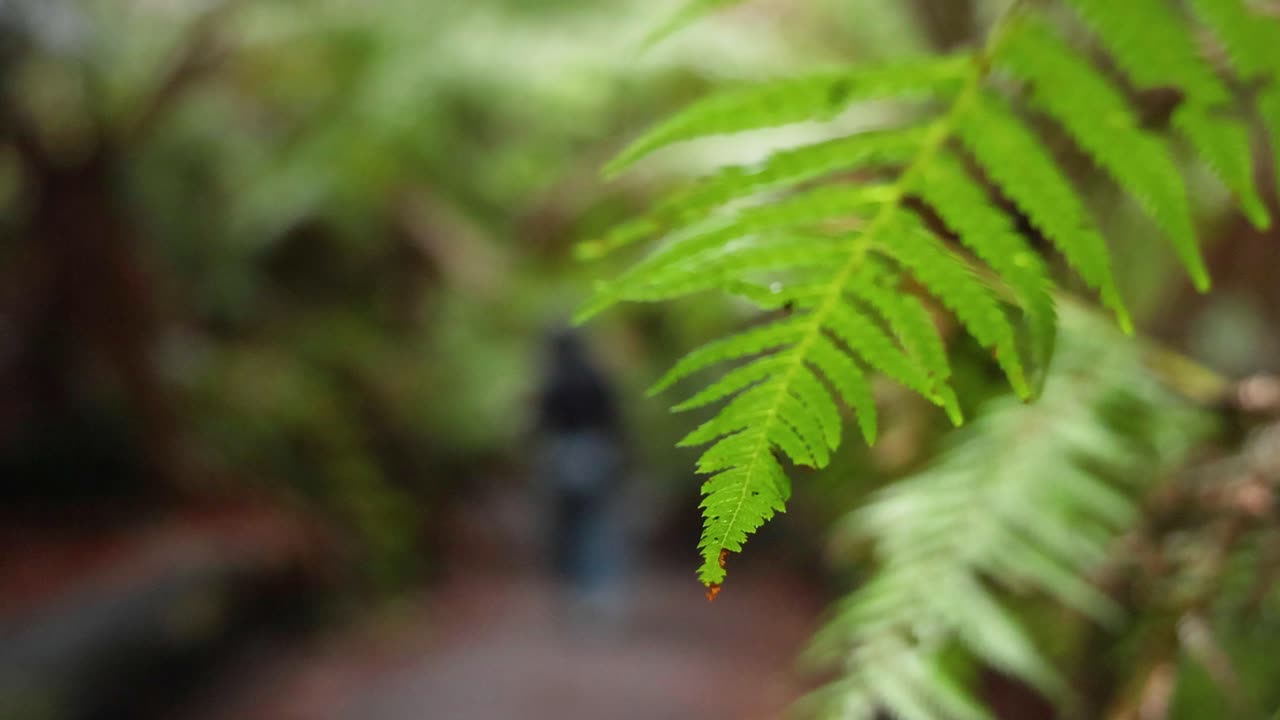 primer plano de helecho con fondo borroso