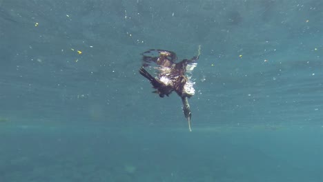 underwater footage of an endemic galapagos flightless cormorant preening its feathers at punta vicente roca on isabela island in galapagos national park ecuador