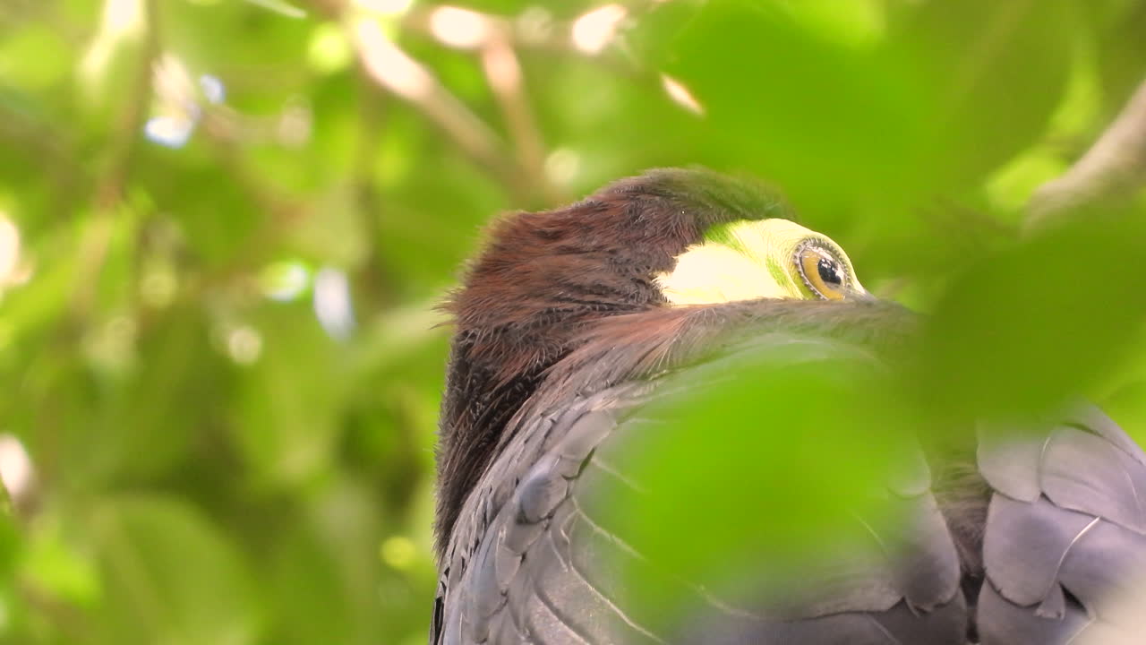 крупный план птицы тукан в листве каштанового дерева, мелкая точка съемки